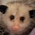 Аватар opossum01